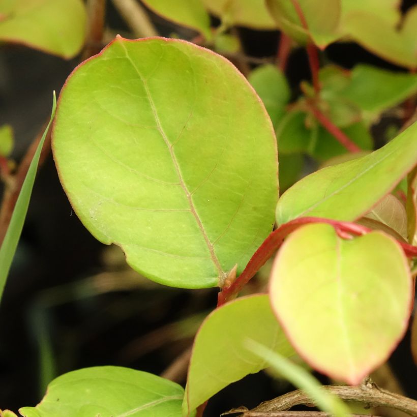 Lagerstroemia indica Petite Snow - Lilas des Indes (Foliage)