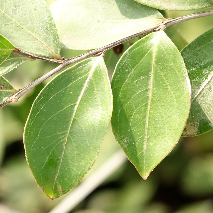 Lagerstroemia indica Pixie White - Lilas des Indes  (Foliage)