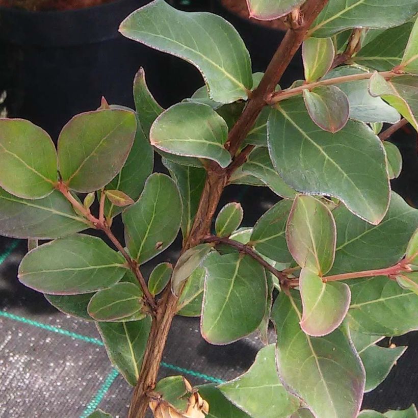 Lagerstroemia indica Summer Beauty Centennial - Lilas des Indes (Foliage)