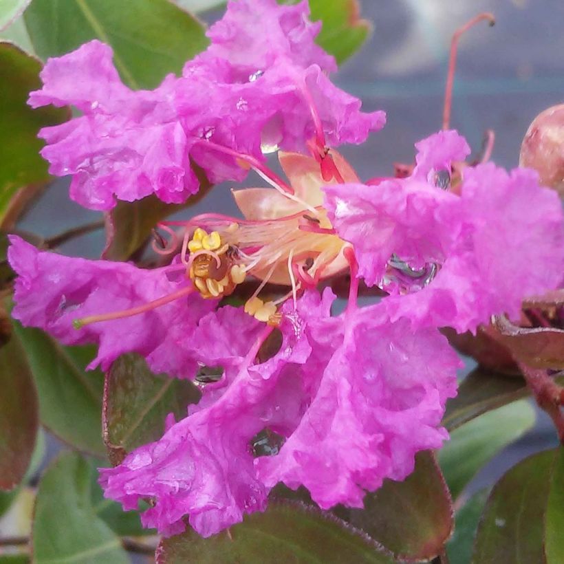 Lagerstroemia indica Summer Beauty Centennial - Lilas des Indes (Flowering)