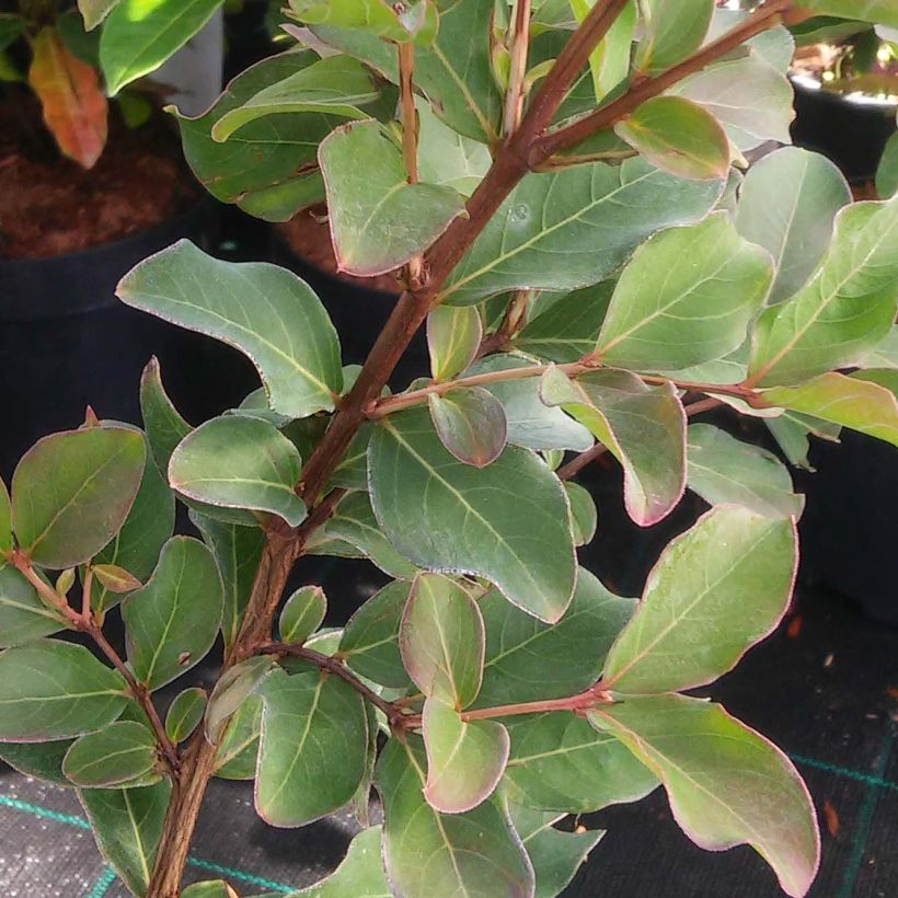 Lagerstroemia indica Summer Beauty Hope - Lilas des Indes (Foliage)