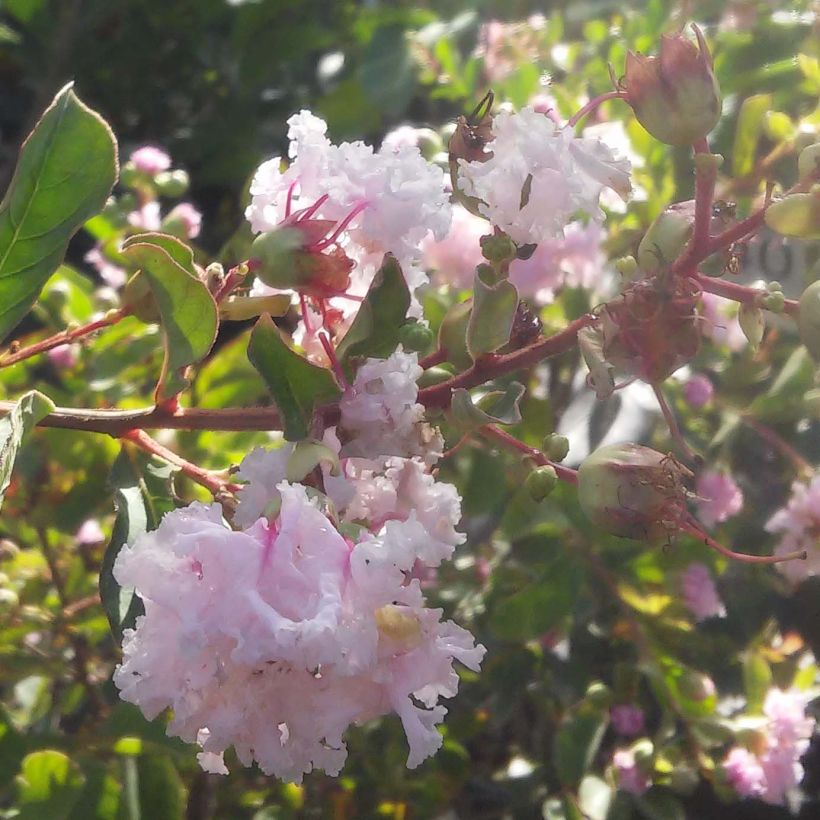 Lagerstroemia indica Summer Beauty Hope - Lilas des Indes (Flowering)