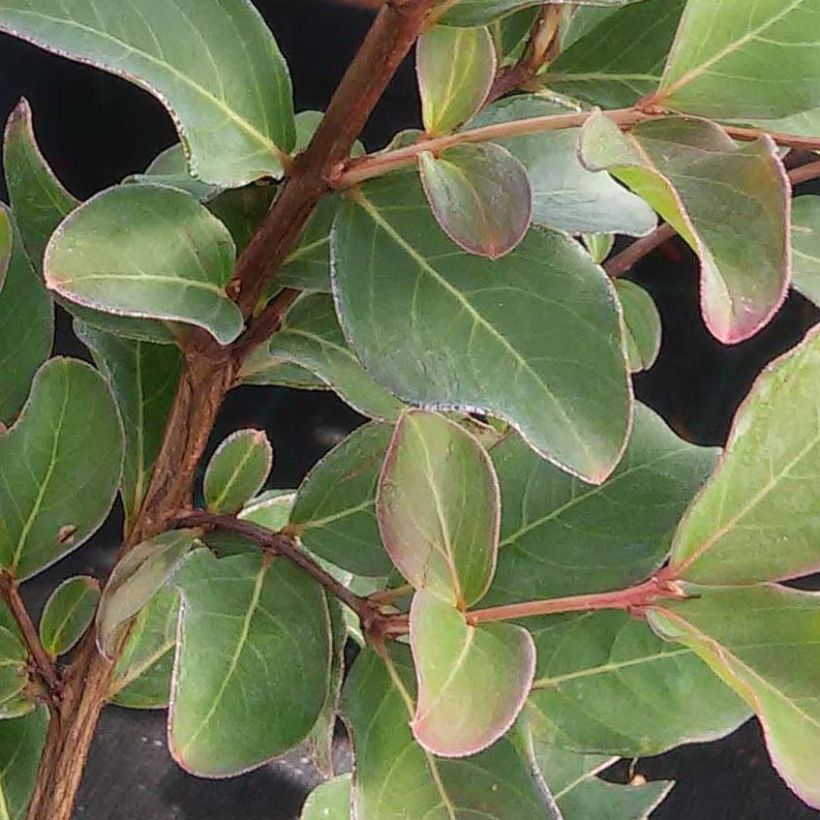 Lagerstroemia indica Summer Beauty Ozark Spring - Lilas des Indes (Foliage)
