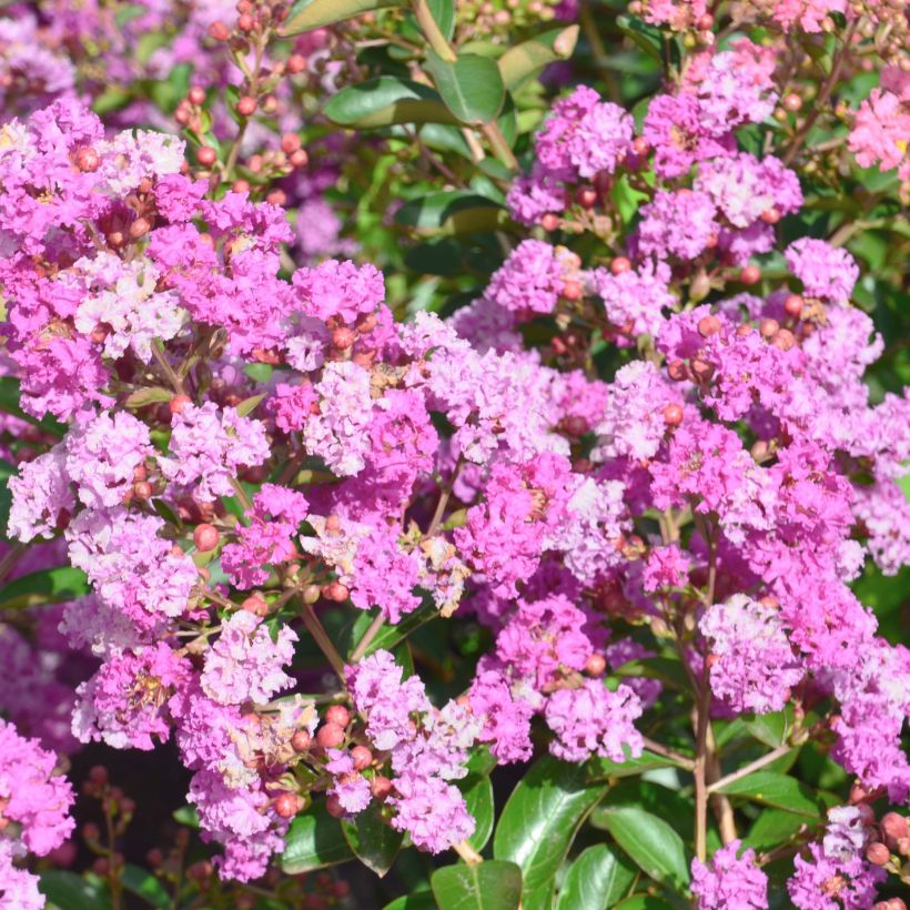Lagerstroemia indica Summer Beauty Ozark Spring - Lilas des Indes (Flowering)