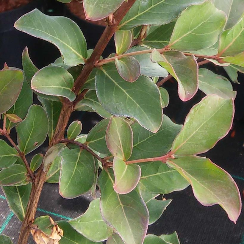 Lagerstroemia indica Summer Beauty Velma's Royal Delight - Lilas des Indes (Foliage)