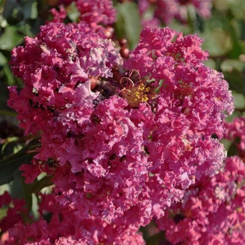 Lagerstroemia indica Summer Beauty Velma's Royal Delight - Lilas des Indes (Flowering)