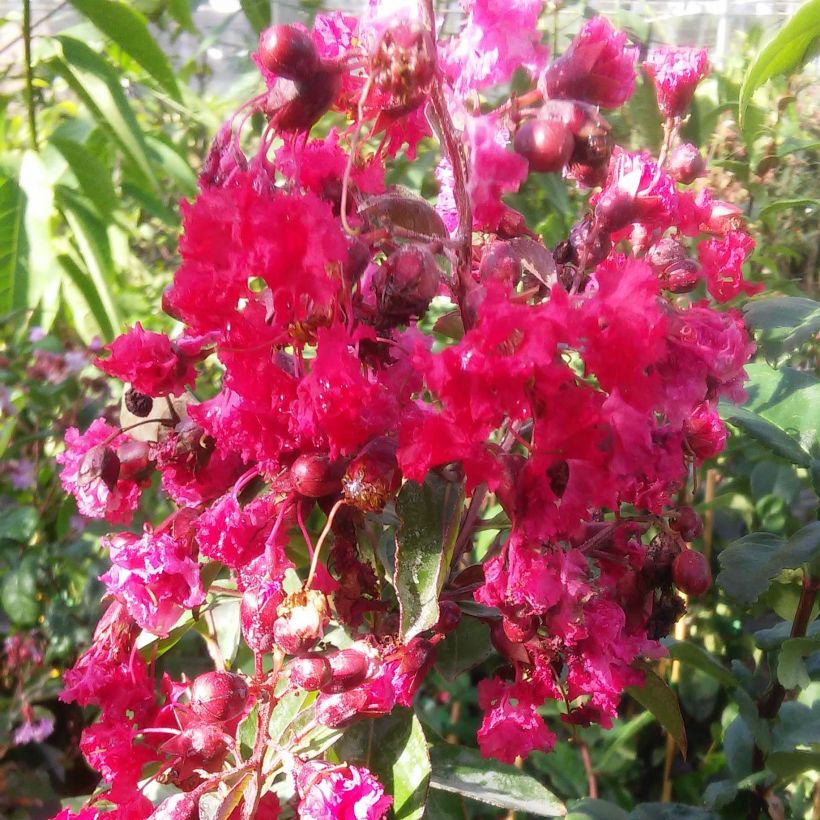 Lagerstroemia indica Summer Beauty Victor - Lilas des Indes (Flowering)
