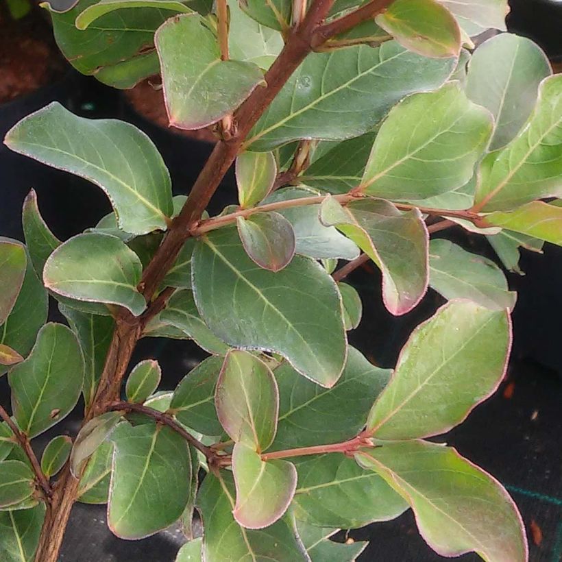 Lagerstroemia indica Summer Charm Acoma - Lilas des Indes (Foliage)