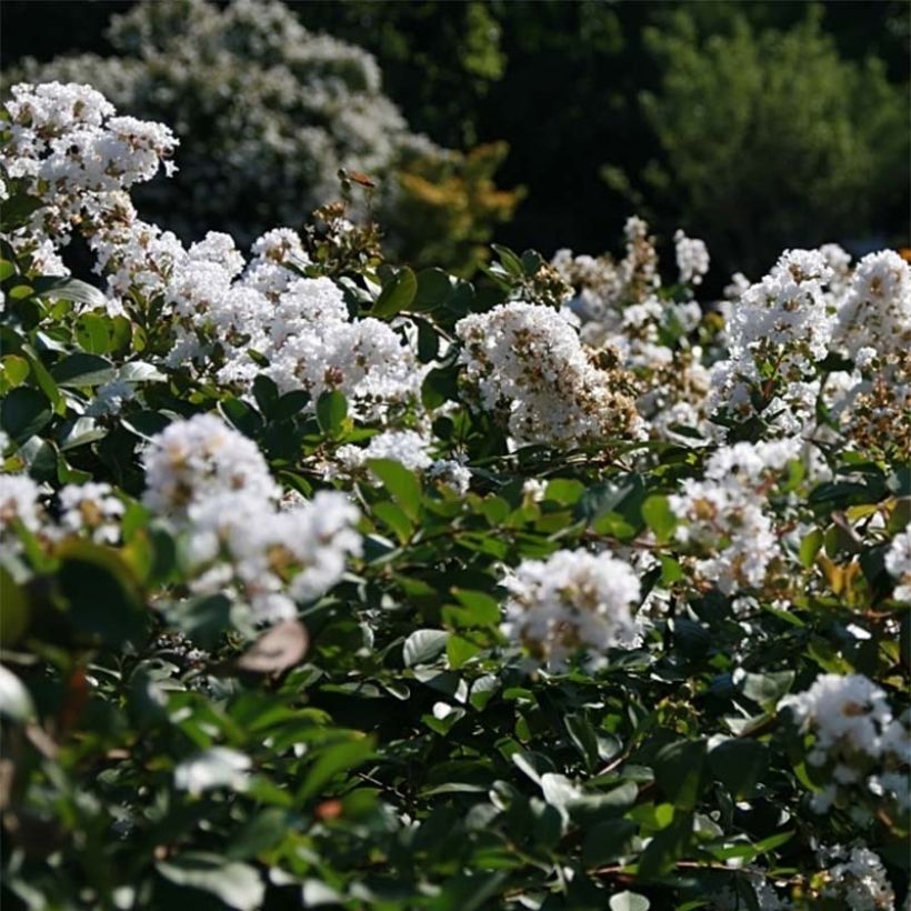 Lagerstroemia indica Summer Charm Acoma - Lilas des Indes (Flowering)