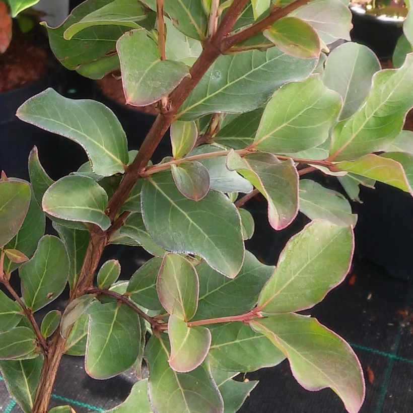 Lagerstroemia indica Summer Charm Arapaho - Lilas des Indes (Foliage)