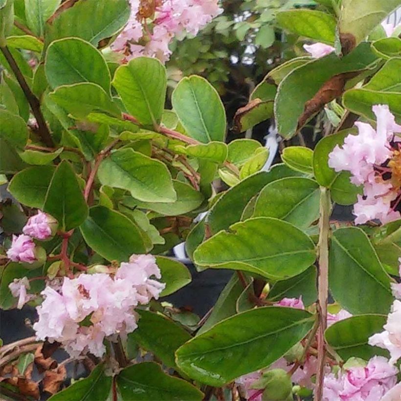 Lagerstroemia indica Summer Charm Hopi - Lilas des Indes (Foliage)