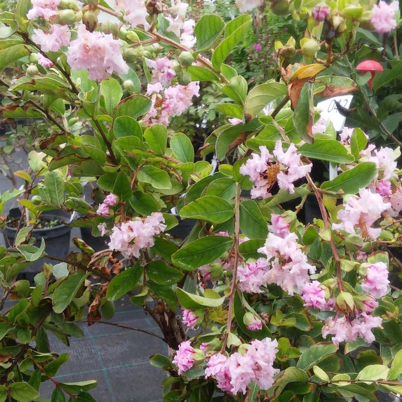 Lagerstroemia indica Summer Charm Hopi - Lilas des Indes (Flowering)