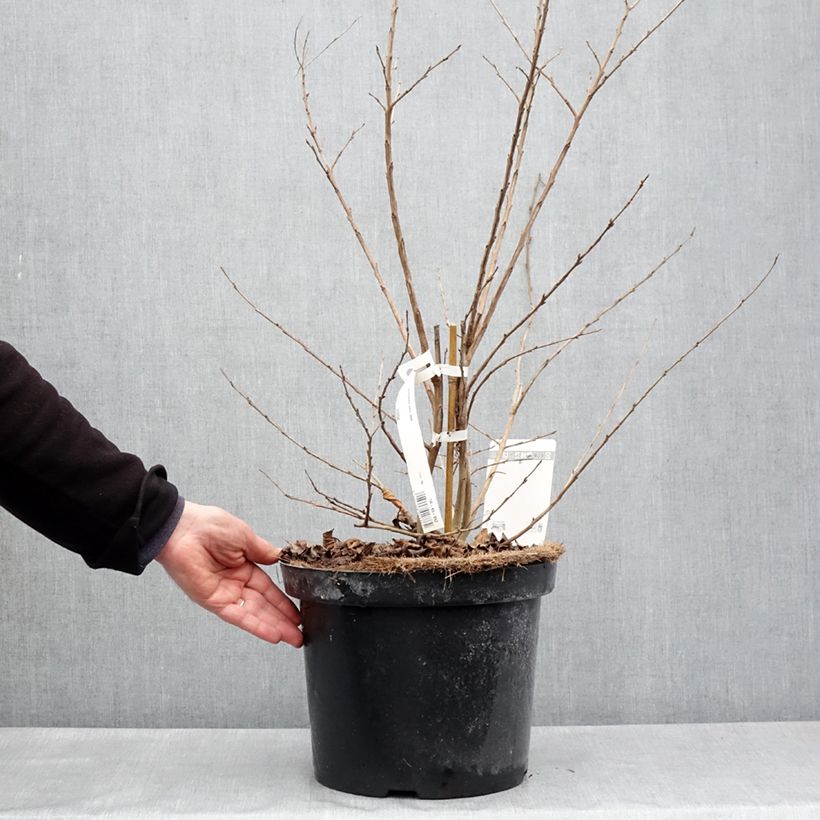 Example of Lagerstroemia indica Summer Charm Hopi - Lilas des Indes Pot de 7,5L/10L as you get in printemps
