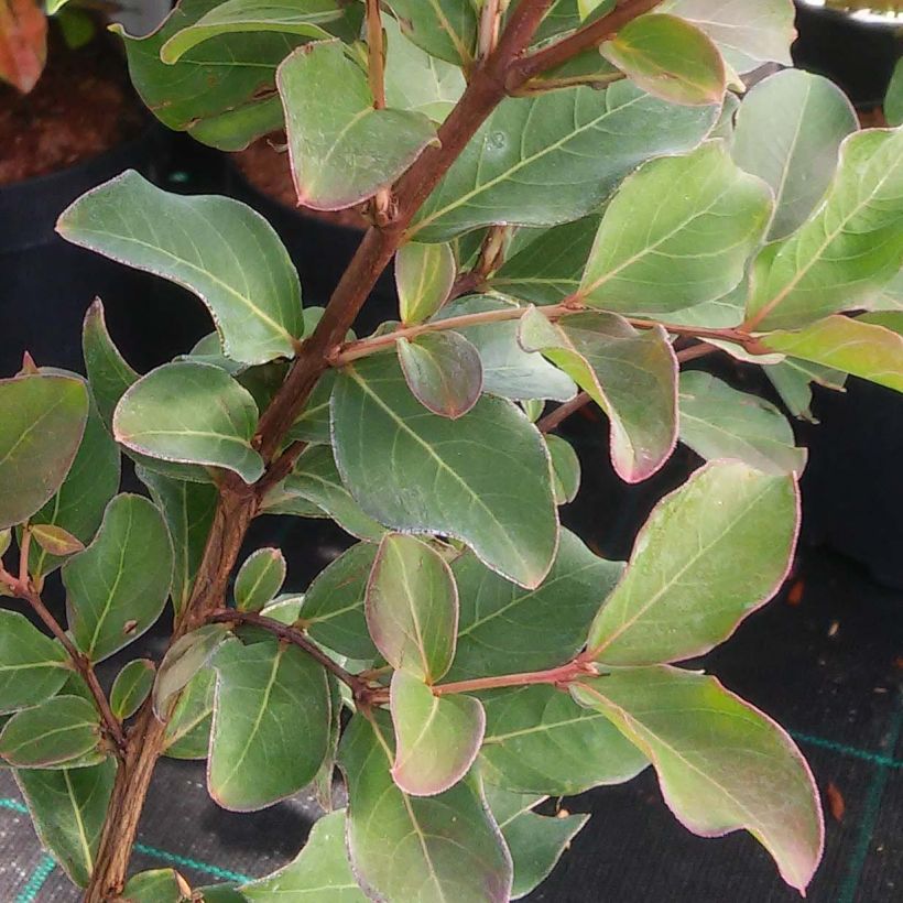 Lagerstroemia indica Summer Charm Tuscarora - Lilas des Indes (Foliage)