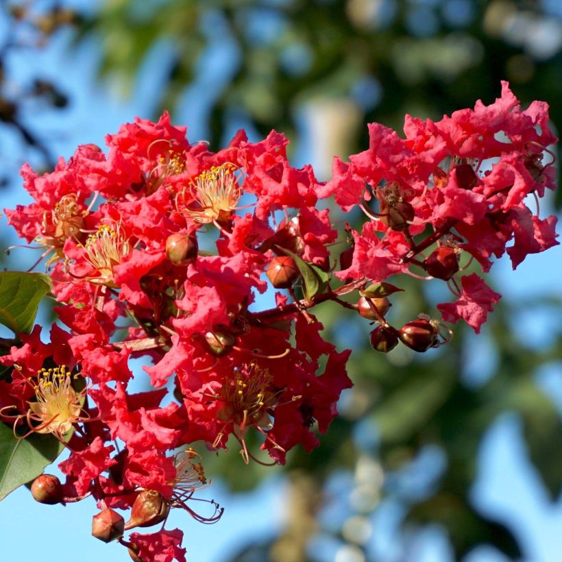 Lagerstroemia indica Summer Charm Tuscarora - Lilas des Indes (Flowering)