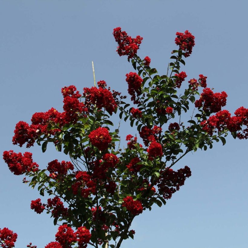 Lagerstroemia indica Summer Charm Tuscarora - Lilas des Indes (Plant habit)