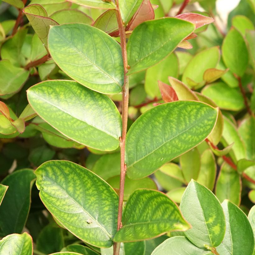 Lagerstroemia indica Terrasse Rose - Lilas des Indes (Foliage)