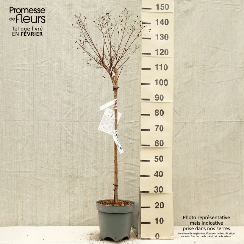 Example of Lagerstroemia indica With Love Kiss Milarosso - Lilas des Indes Pot de 7,5L/10L as you get in hiver