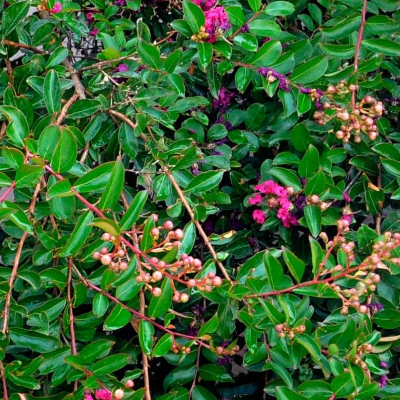Lagerstroemia Mimie Fuchsia - Lilas de indes couvre-sol (Foliage)