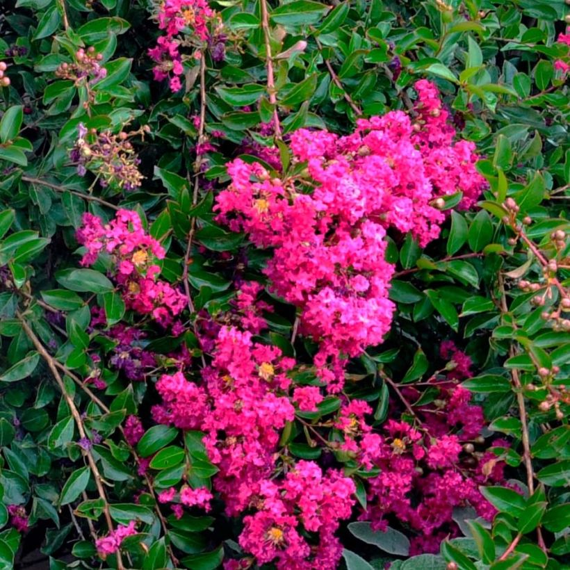 Lagerstroemia Mimie Fuchsia - Lilas de indes couvre-sol (Flowering)