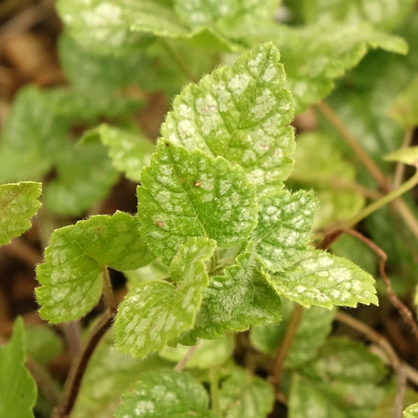 Lamium ou Lamiastrum galeobdolon Kirkcudbright Dwarf - Lamier  (Foliage)