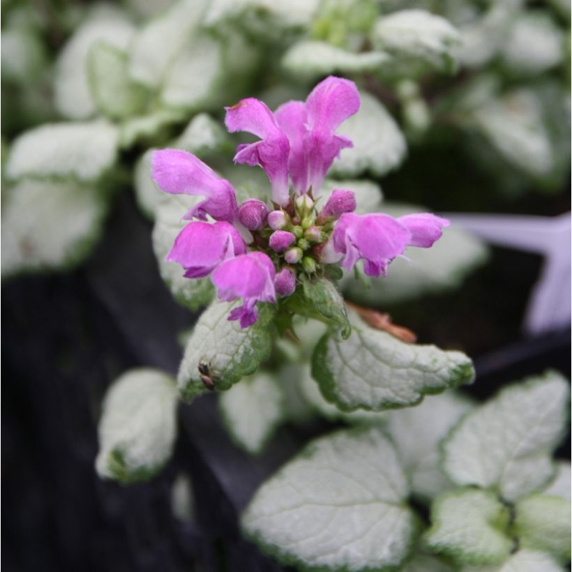 Lamium maculatum Red Nancy - Lamier maculé (Flowering)