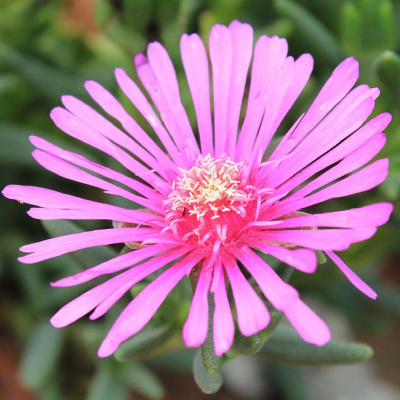 Lampranthus aurantiacus Fleurs roses - Ficoïde orange à fleurs roses (Flowering)