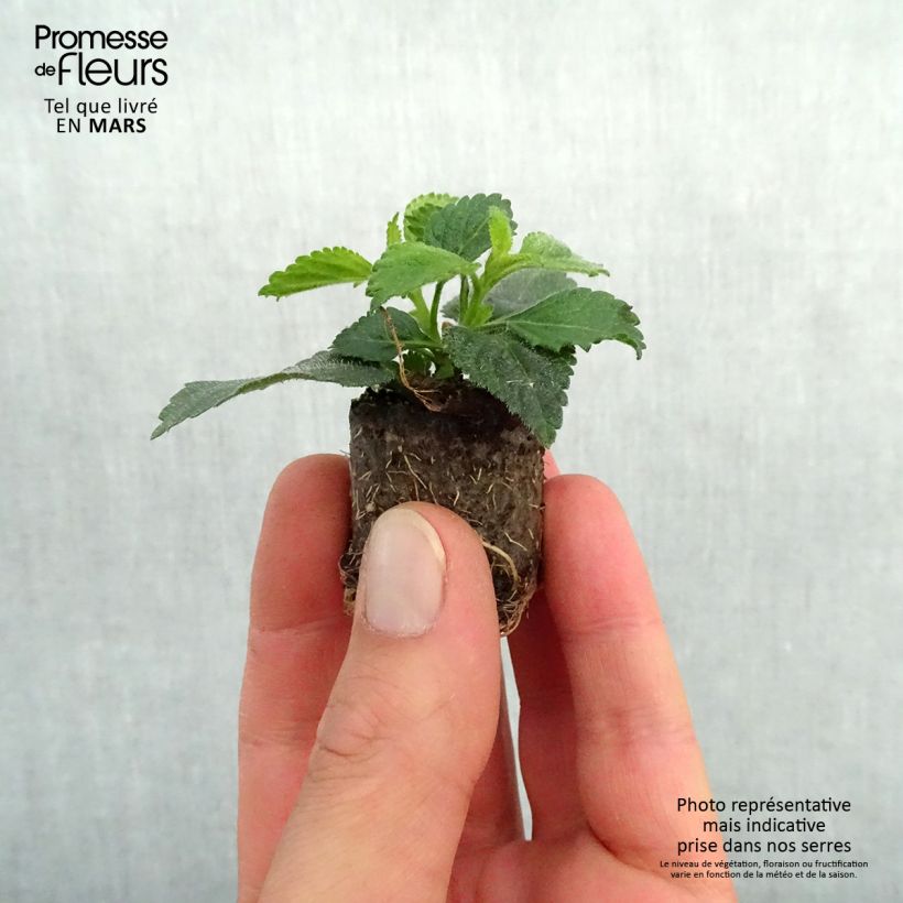 Example of Lantana camara Shamrock Peach Mini-motte Ø 3/4 cm as you get in printemps