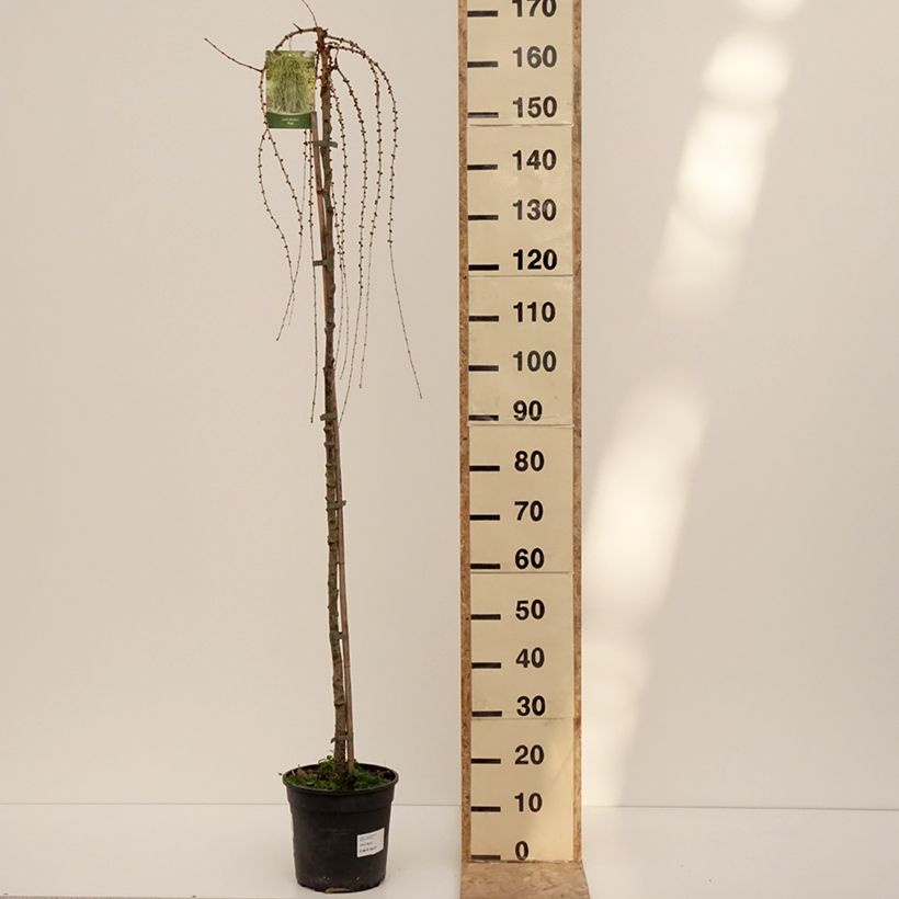 Example of Larix decidua Puli - Mélèze d'Europe pleureur Pot de 4L/5L, Tige as you get in hiver