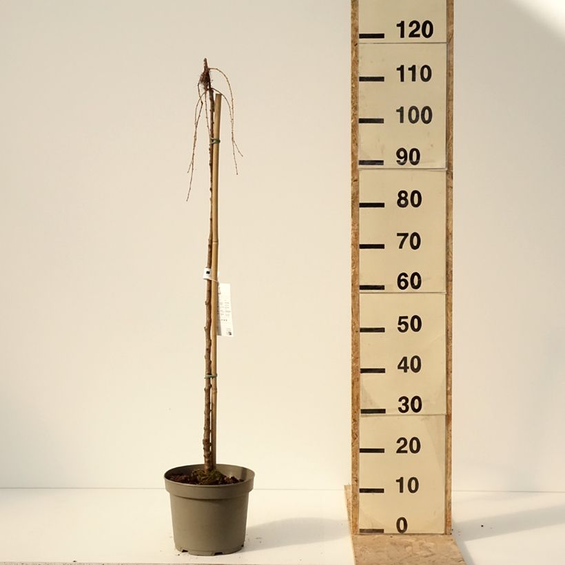 Example of Larix kaempferi Boring Weeper - Mélèze du Japon pleureur  Pot de 4L/5L as you get in hiver