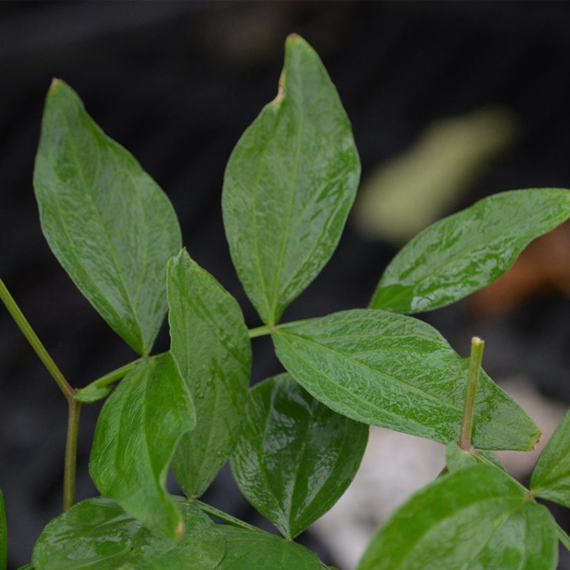 Lathyrus vernus - Pois de senteur vivace (Foliage)