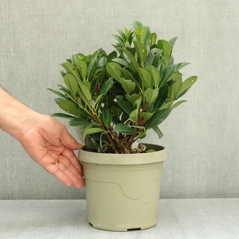 Example of Laurier cerise - Prunus laurocerasus Bonaparte Pot de 3L/4L as you get in ete