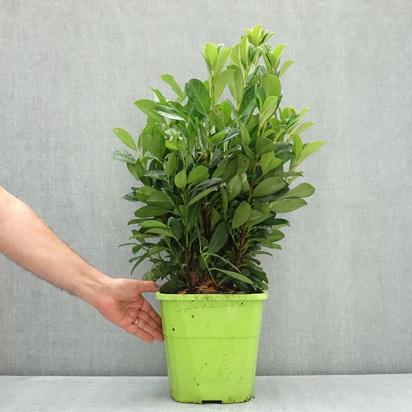Example of Laurier cerise - Prunus laurocerasus Bonaparte Pot de 7,5L/10L as you get in ete