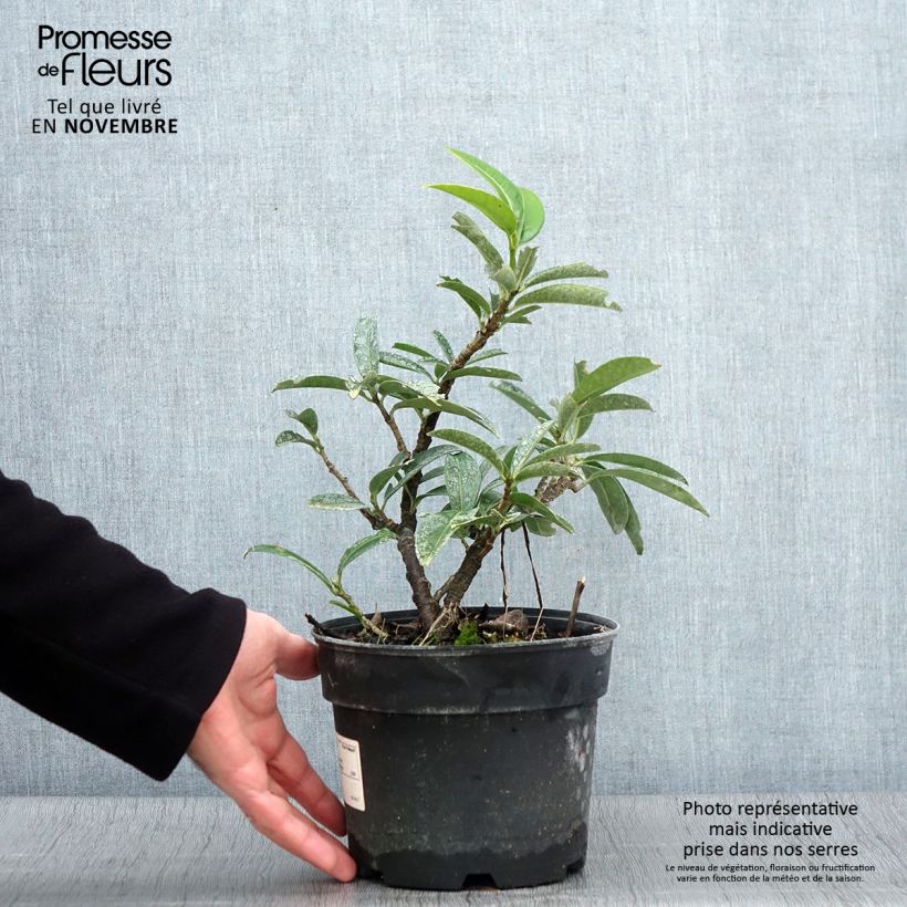Example of Laurier-Cerise - Prunus laurocerasus Mount Vernon Pot de 2L/3L as you get in automne