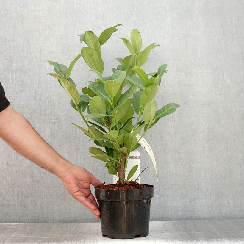 Example of Laurier cerise - Prunus laurocerasus Rotundifolia Pot de 3L/4L as you get in ete