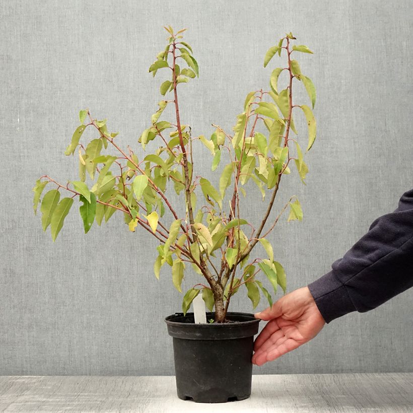 Example of Laurier du Portugal panaché - Prunus lusitanica Variegata Pot de 3L/4L as you get in ete