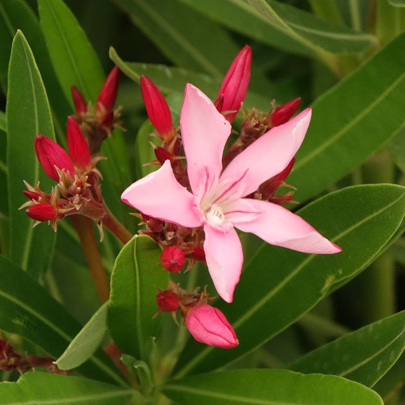 Laurier-rose Magaly – Nerium oleander (Flowering)