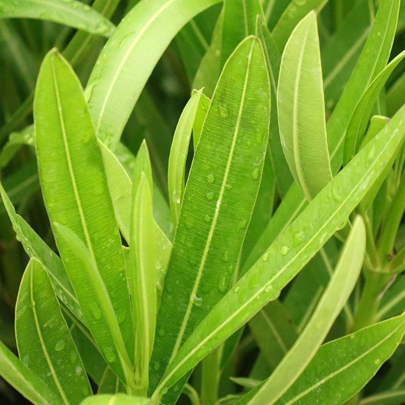 Laurier-rose Margarita – Nerium oleander (Foliage)