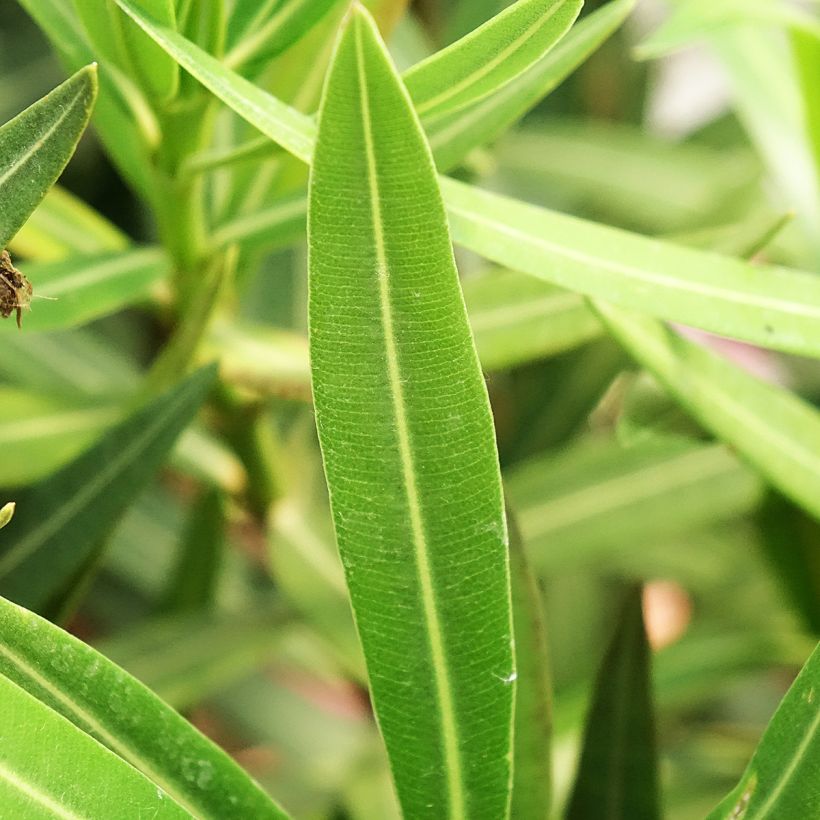 Laurier-rose Maurin des Maures – Nerium oleander (Foliage)