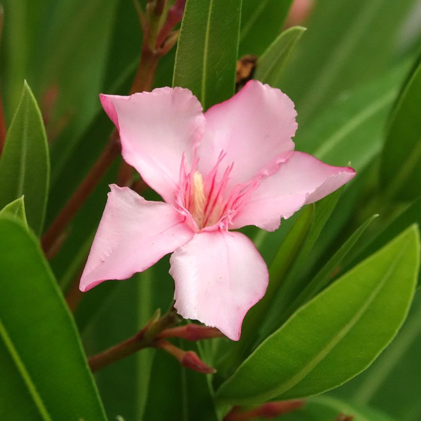 Laurier rose Sealy Pink – Nerium oleander (Flowering)
