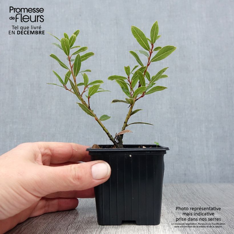 Example of Laurier sauce Little Laura - Laurus nobilis Godet de 8/9 cm as you get in hiver