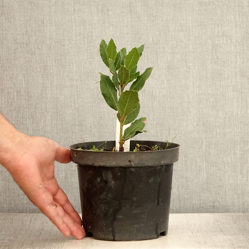 Example of Laurier sauce Little Laura - Laurus nobilis Pot de 3L/4L as you get in ete