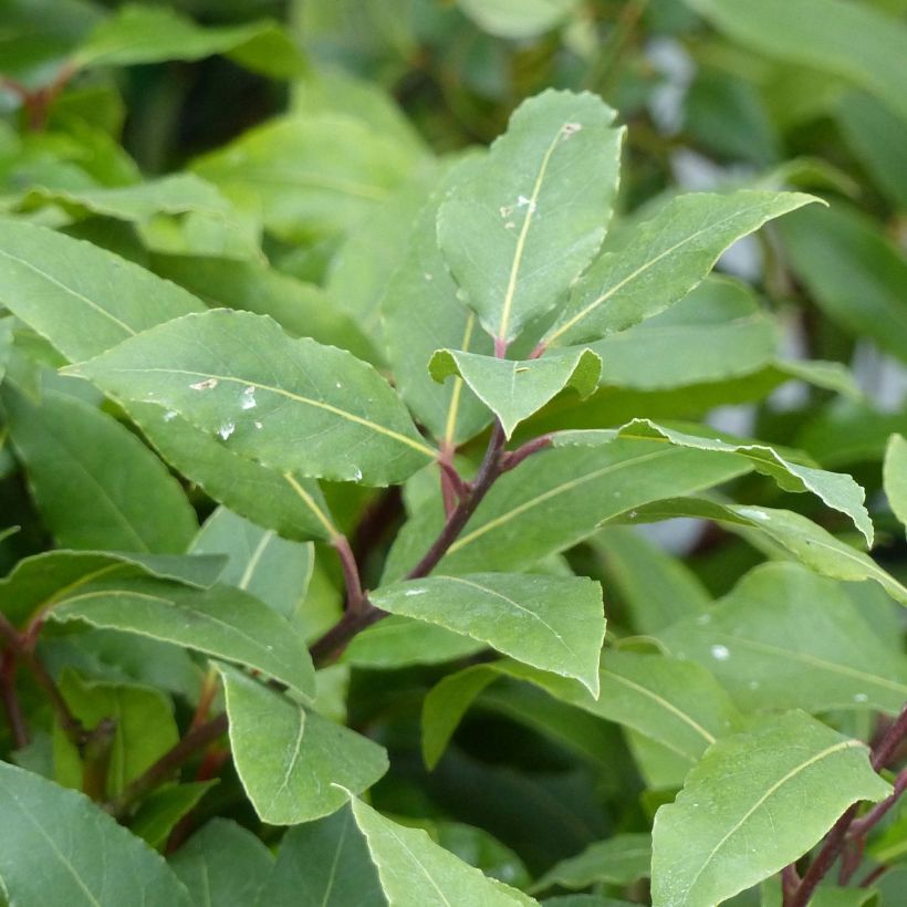 Laurier sauce - Laurus nobilis  (Foliage)