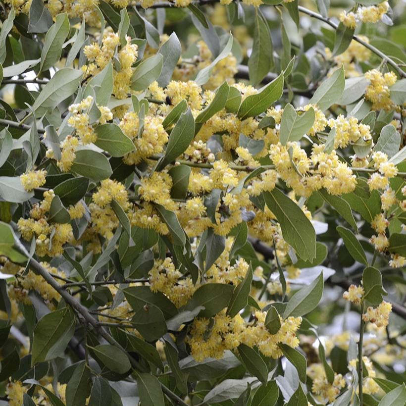 Laurier sauce - Laurus nobilis  (Plant habit)