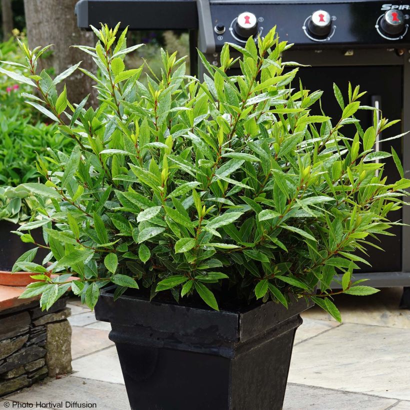 Laurus nobilis Little Ragu - Laurier-Sauce (Plant habit)