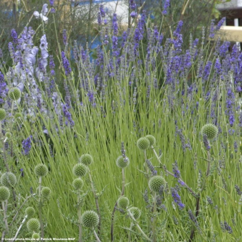 Lavande intermedia Grappenhall - Lavandin (Plant habit)