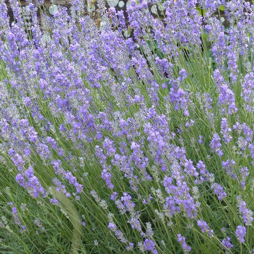 Lavande angustifolia Munstead (Flowering)