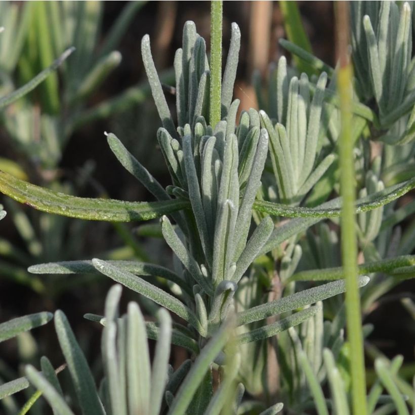 Lavande angustifolia Munstead (Foliage)