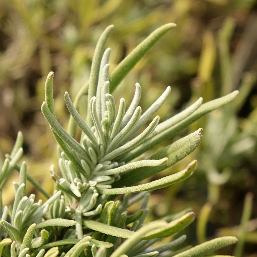 Lavande Arctic Snow - Lavandula angustifolia (Foliage)