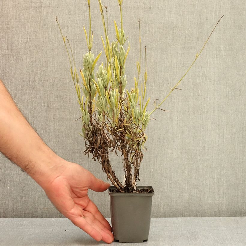 Example of Lavande intermedia Platinum Blonde - Lavandin Godet de 8/9 cm as you get in ete